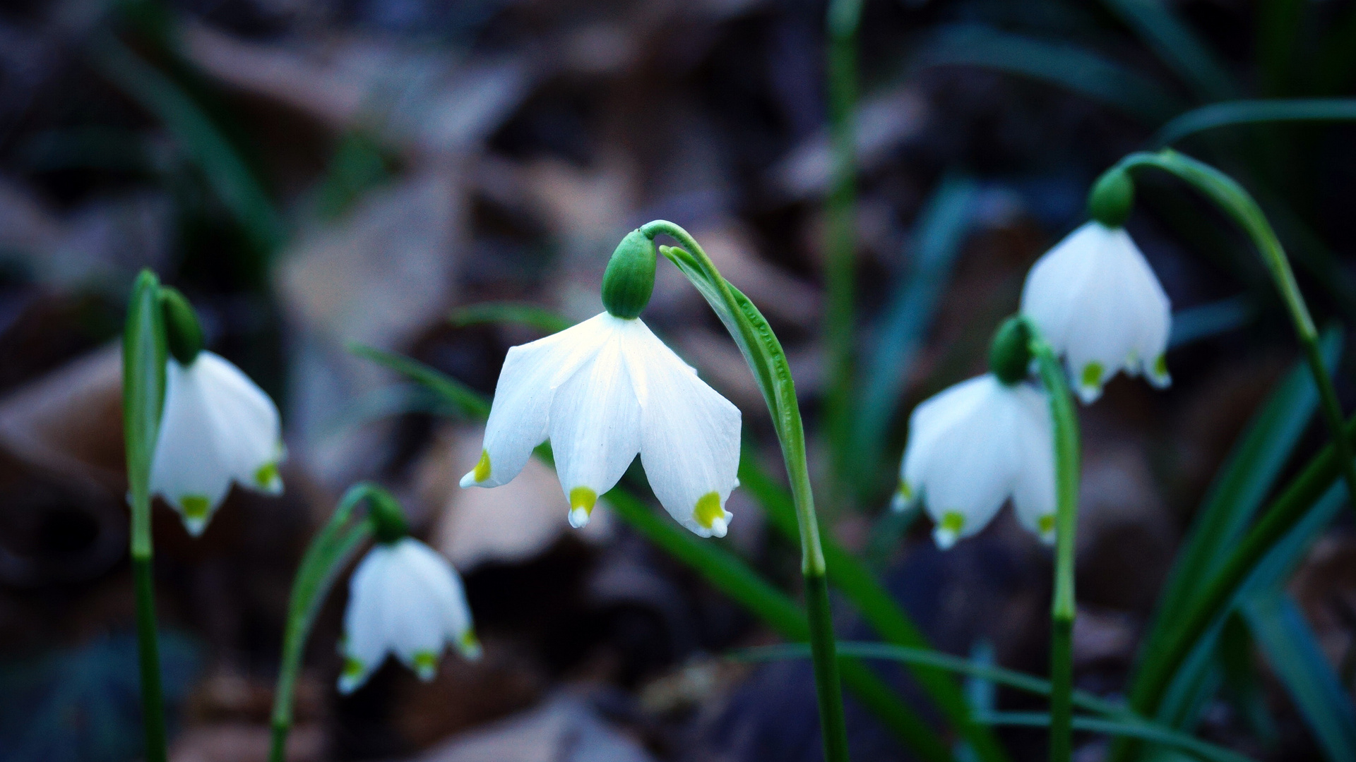 Frühlingsknotenblumen