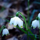 Frühlingsknotenblumen