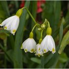 Frühlingsknotenblumen