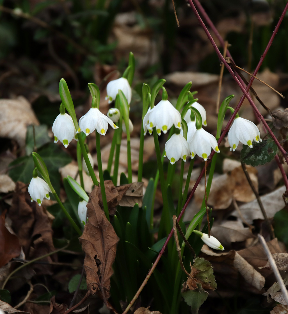 Frühlingsknotenblumen