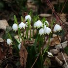 Frühlingsknotenblumen