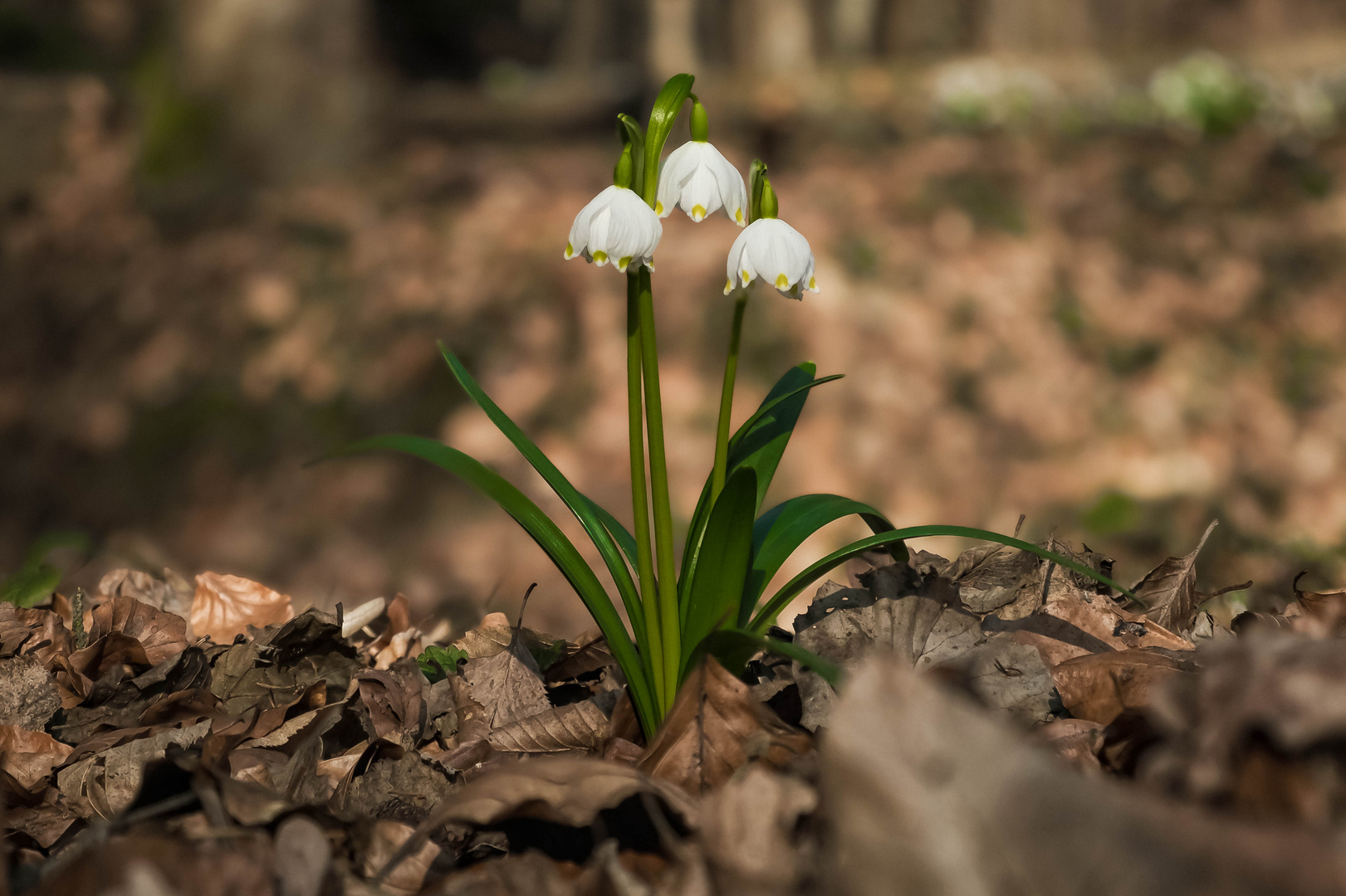 Frühlingsknotenblumen