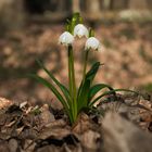 Frühlingsknotenblumen