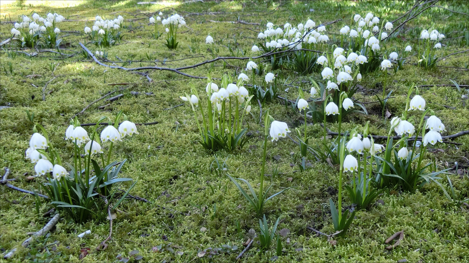 Frühlingsknotenblumen