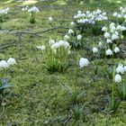 Frühlingsknotenblumen