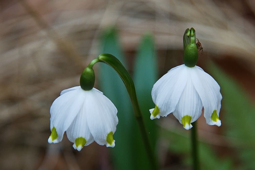 " Frühlingsknotenblumen "