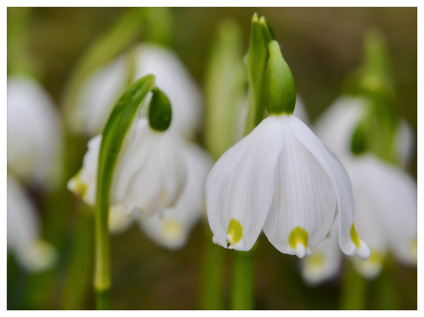 Frühlingsknotenblumen