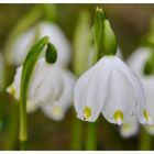 Frühlingsknotenblumen