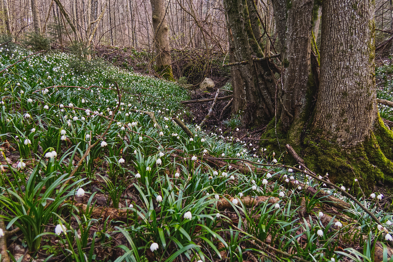 Frühlingsknotenblumen im Auwald