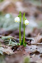 Frühlingsknotenblumen im Mühlwald