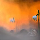 Frühlingsknotenblumen im Sonnenuntergang