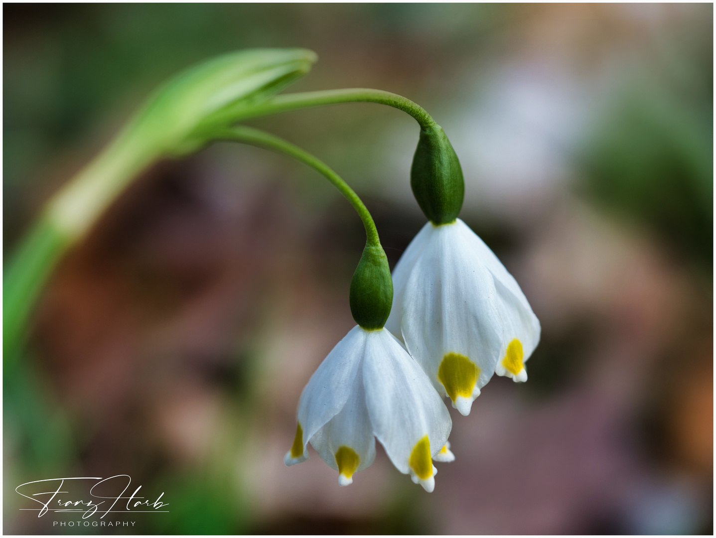 Frühlingsknotenblumen im Wald