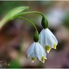 Frühlingsknotenblumen im Wald