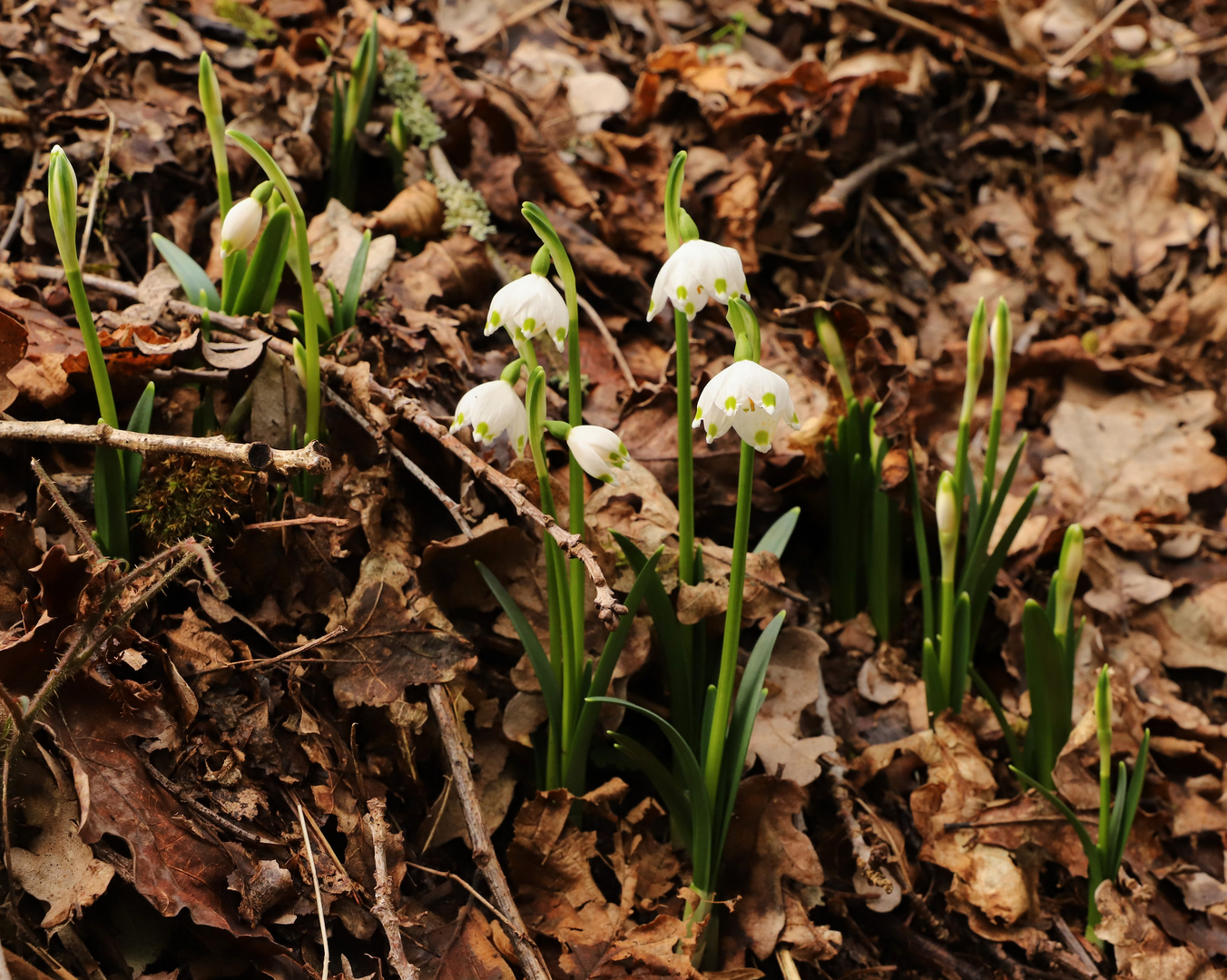 Frühlingsknotenblumen im Winter (2020_02_16_8149_ji)