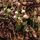 Frühlingsknotenblumen im Winter (2020_02_16_8149_ji)