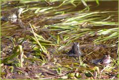 Frühlingskonzert bei Fröschels am Teich