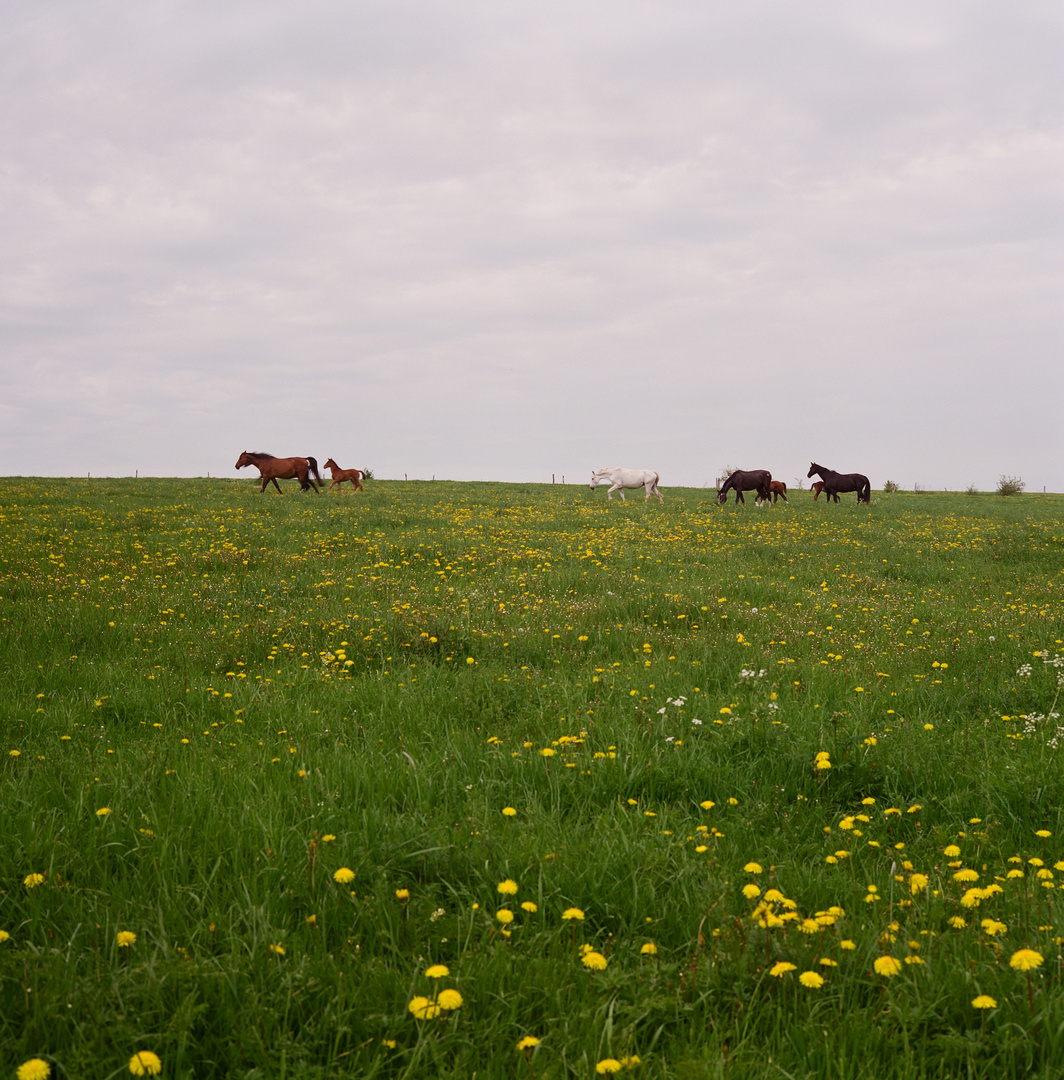 Frühlingskoppel