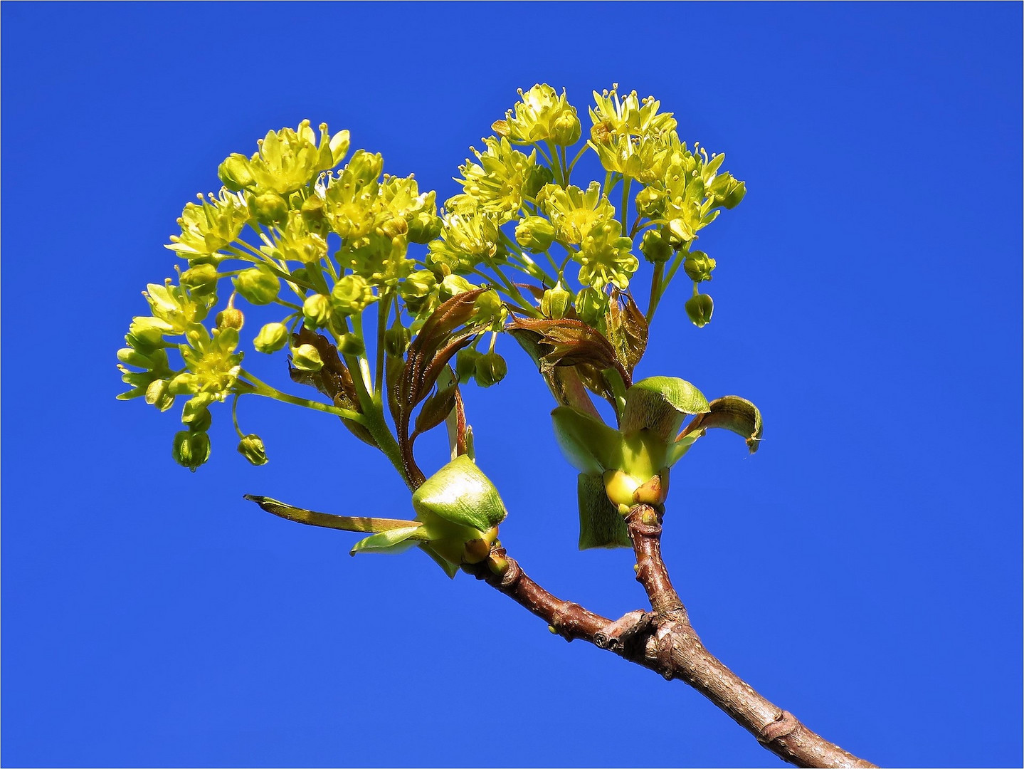 Frühlingskracher Ahorn