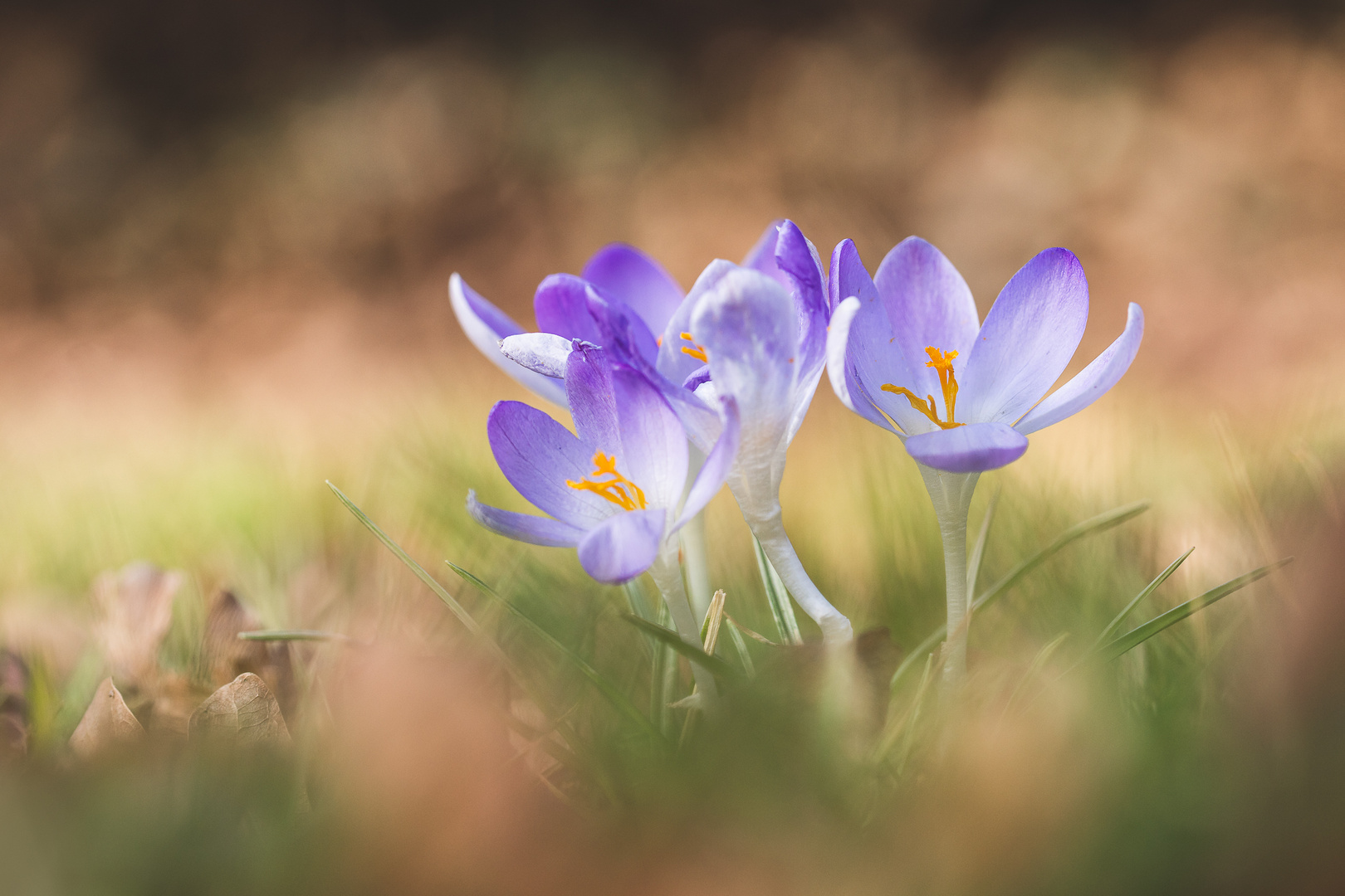 Frühlingskrokus vom Februar