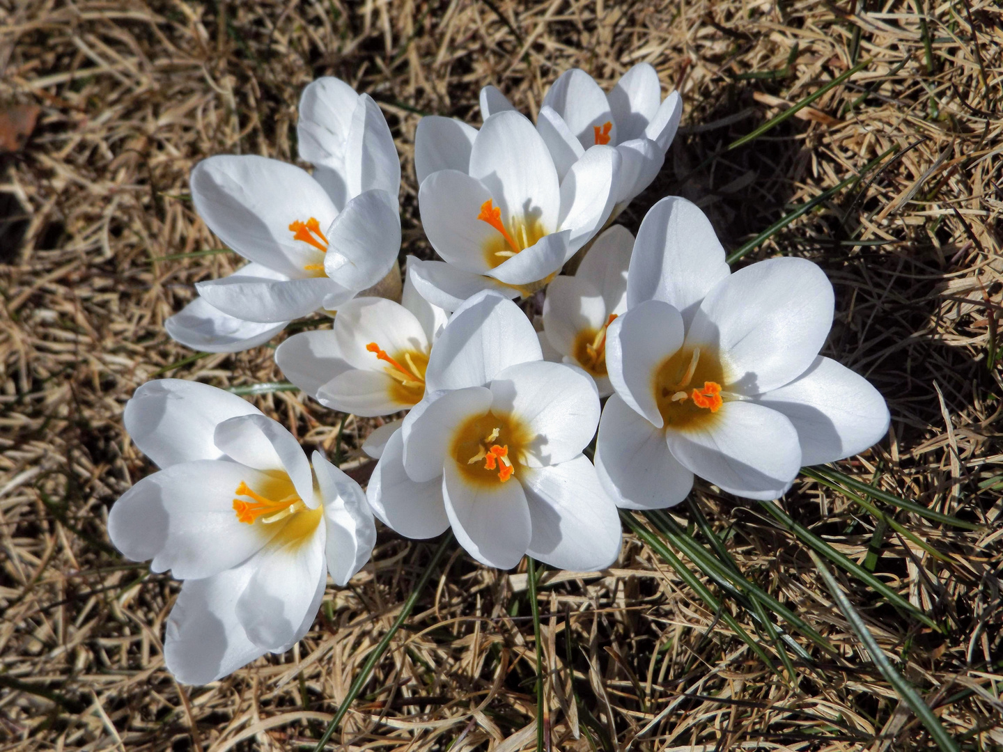 Frühlingskrokusses  