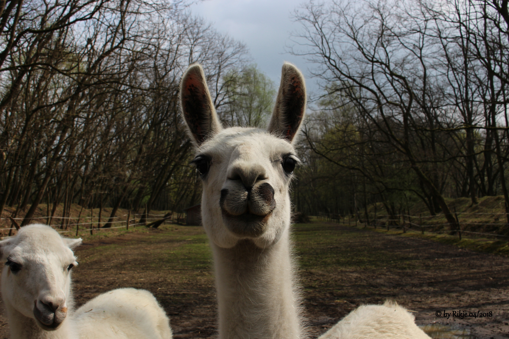 Fruehlingslaecheln