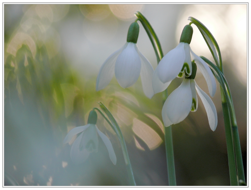 Frühlingsläuten