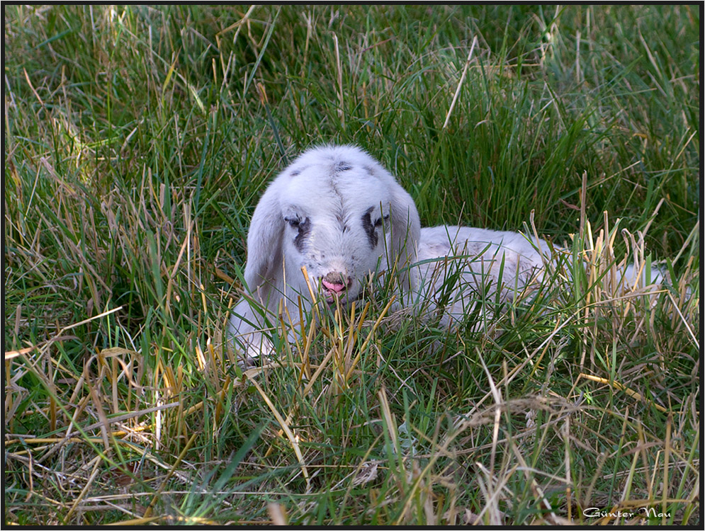 Frühlingslamm - Spring Lamb -