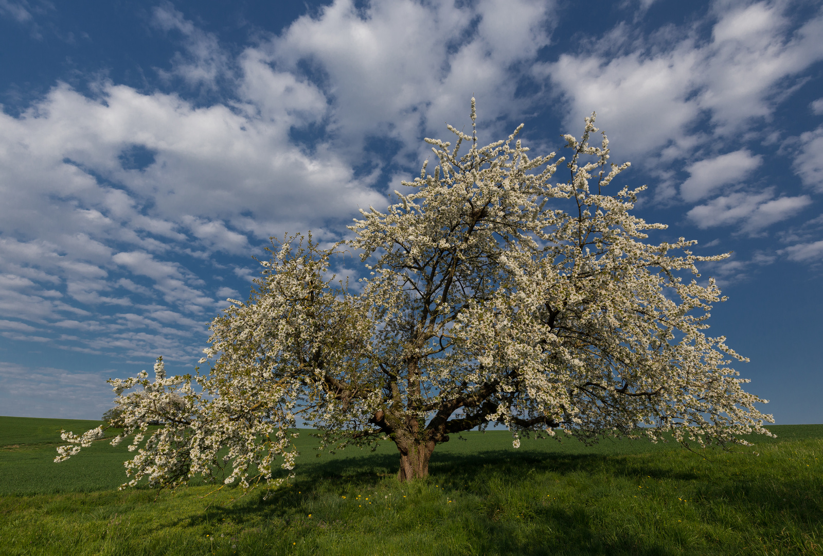 Frühlingslandschaft 1