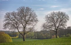 Frühlingslandschaft ...