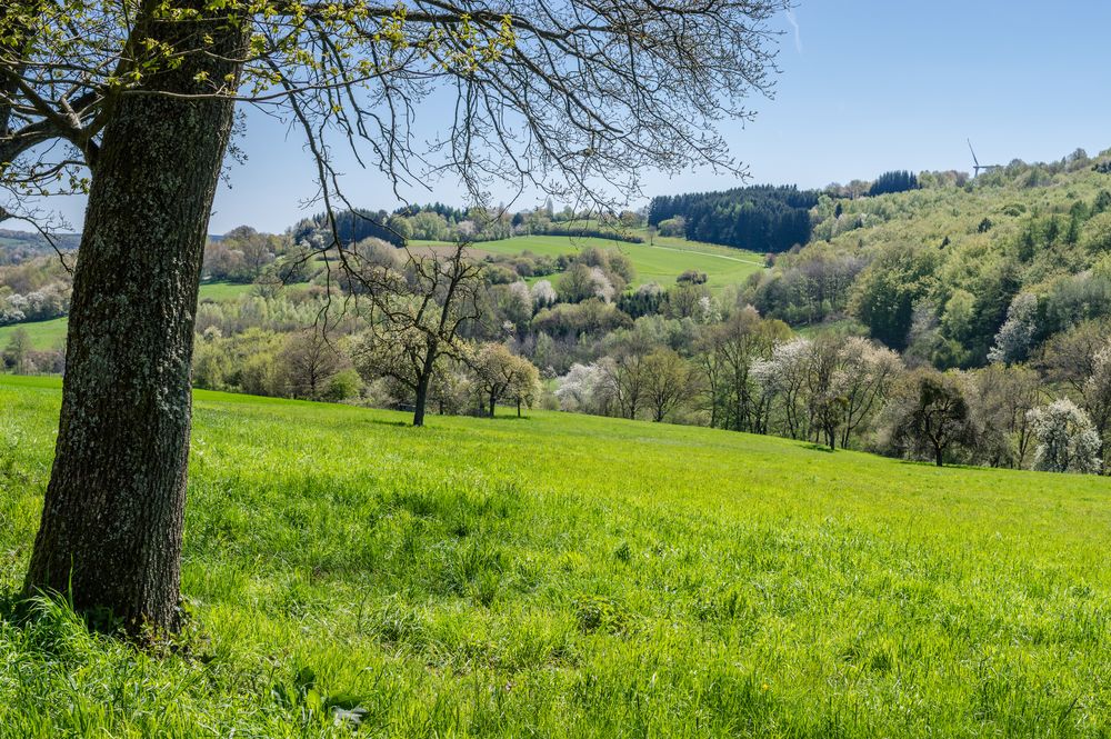 Frühlingslandschaft (2)