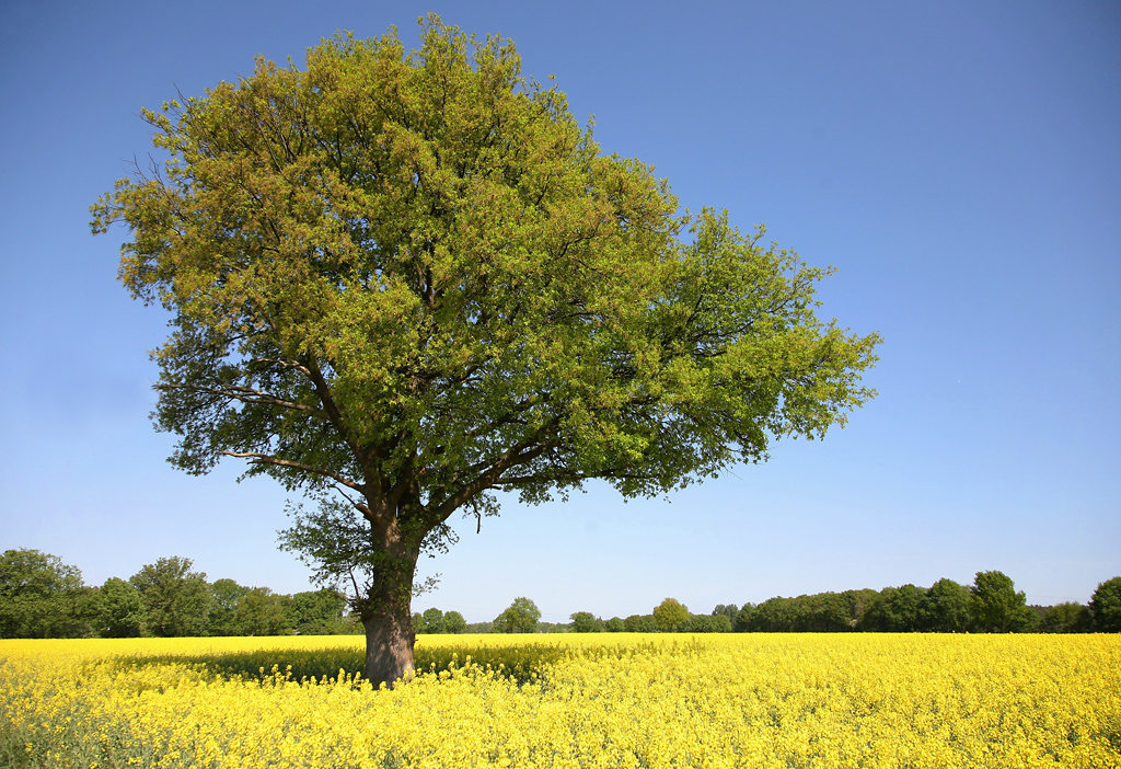 Frühlingslandschaft