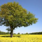 Frühlingslandschaft