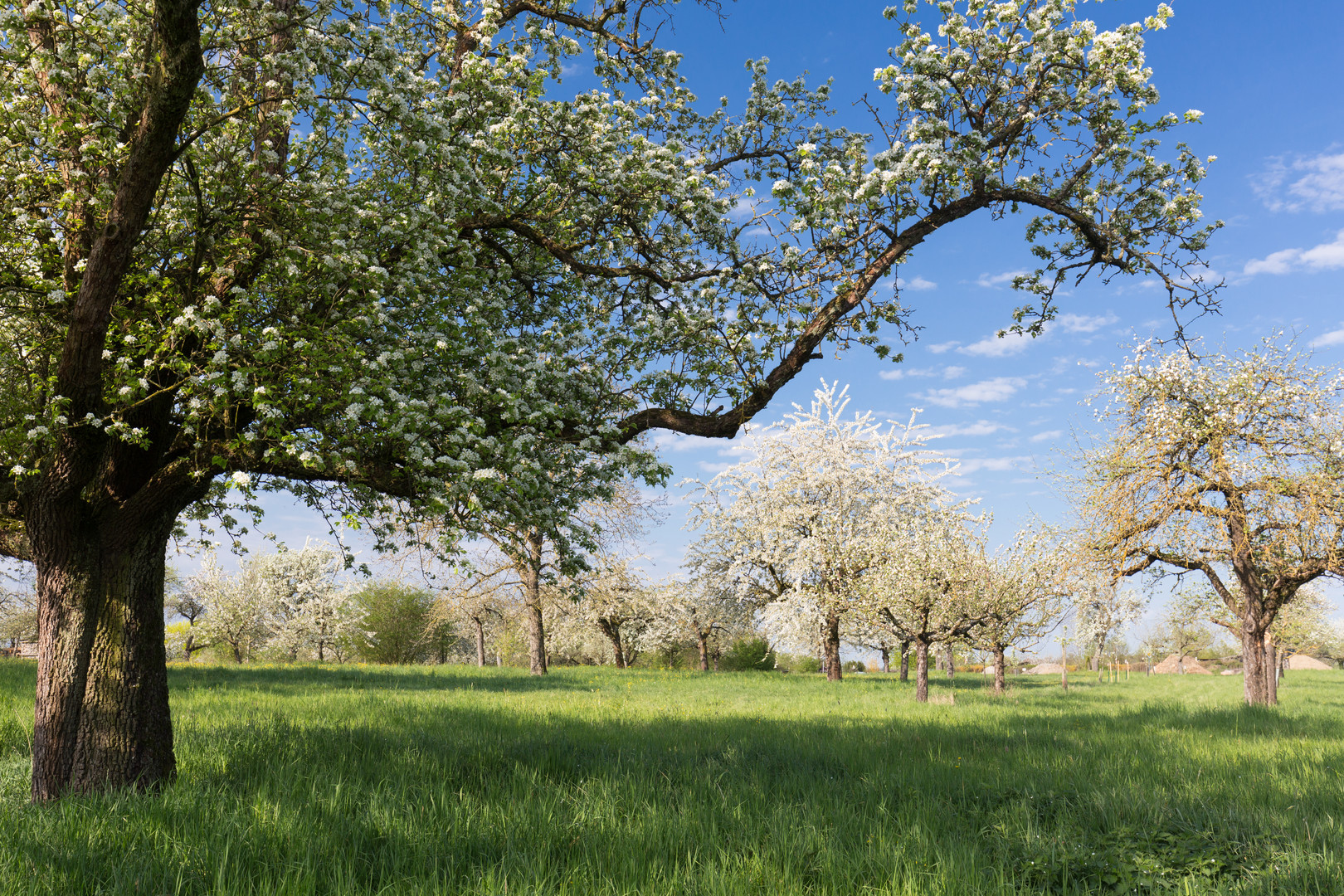 Frühlingslandschaft 3