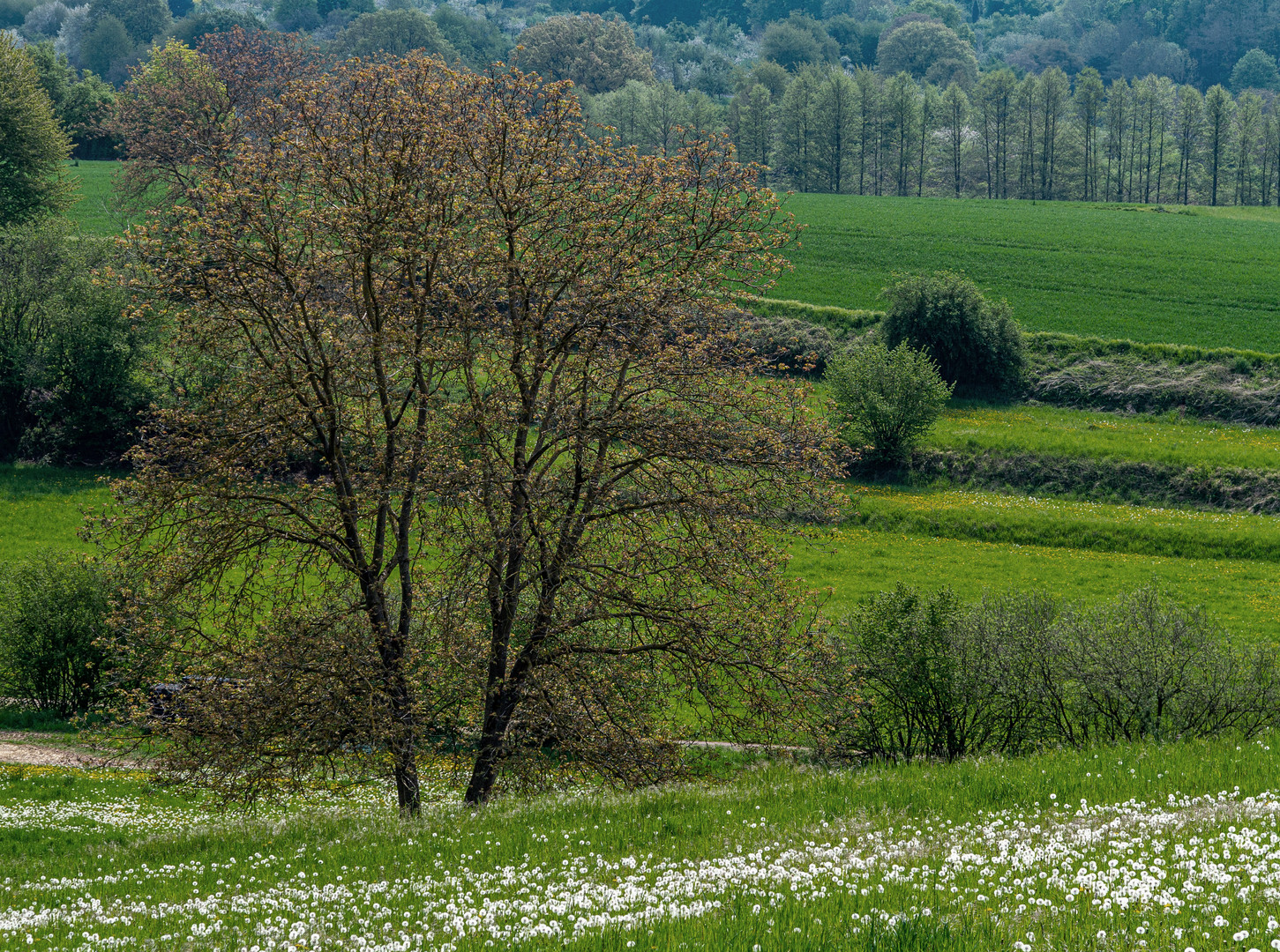 Frühlingslandschaft