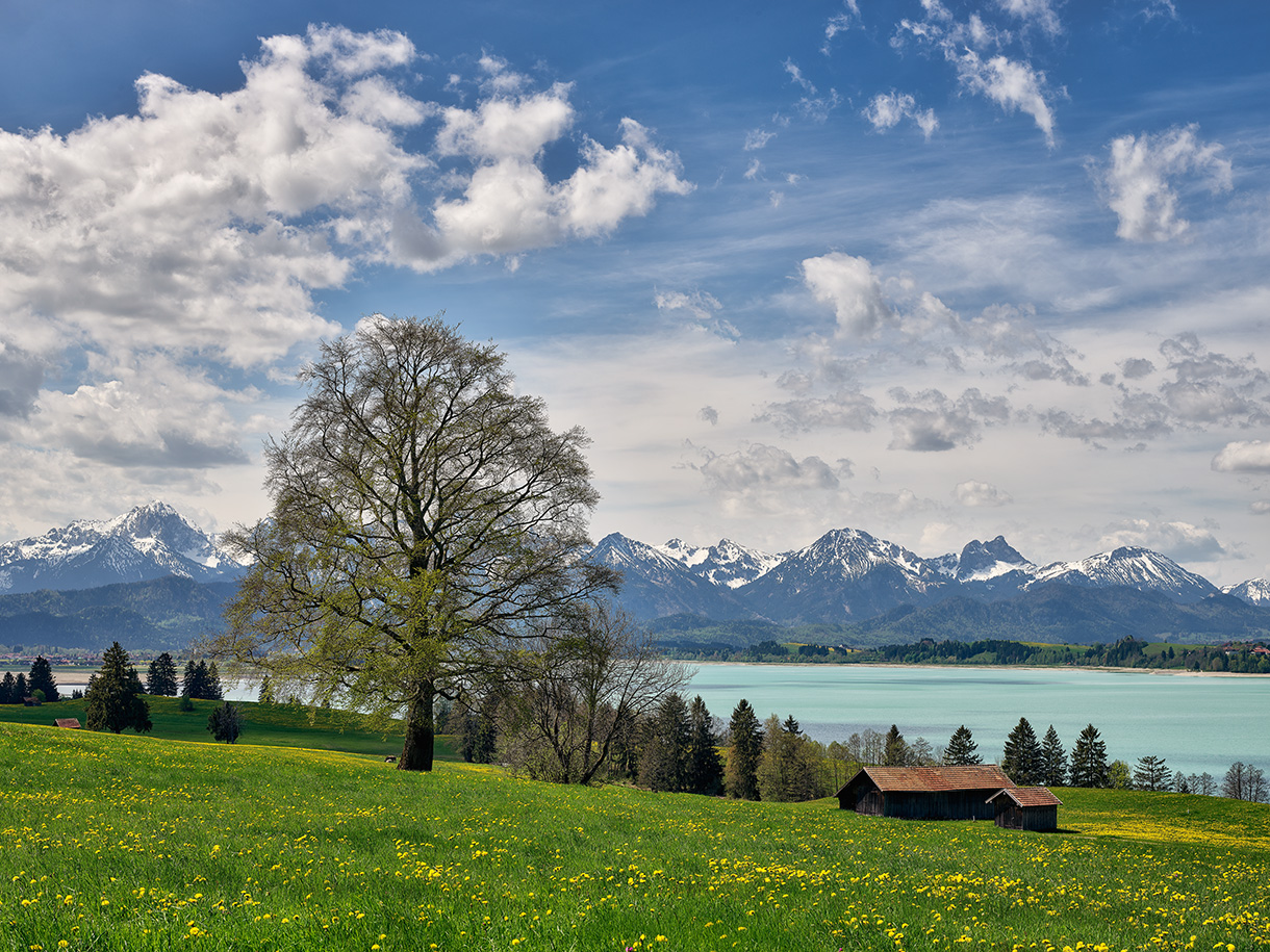 Frühling[s]Landschaft