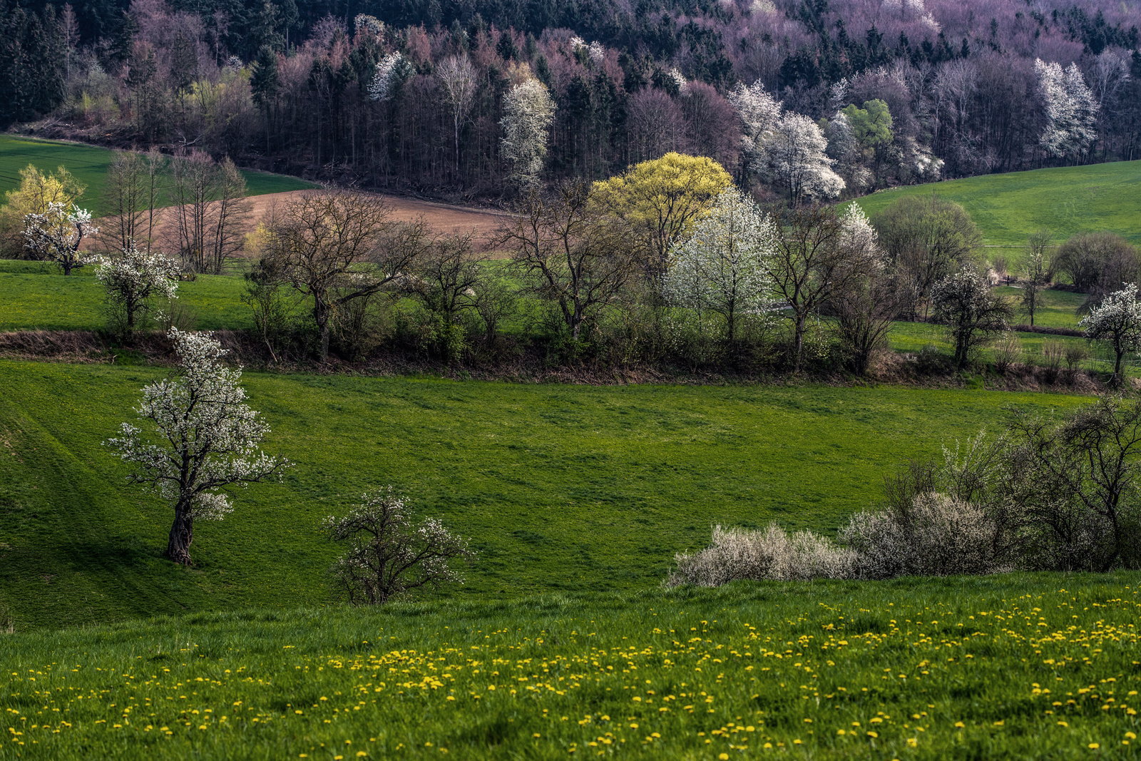 Frühlingslandschaft