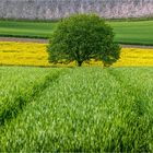 Frühlingslandschaft