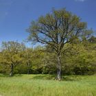 Frühlingslandschaft