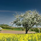 Frühlingslandschaft