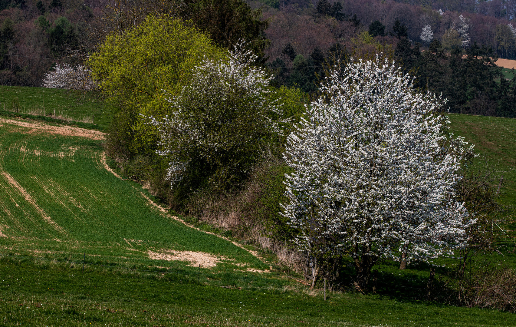 Frühlingslandschaft