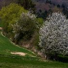 Frühlingslandschaft