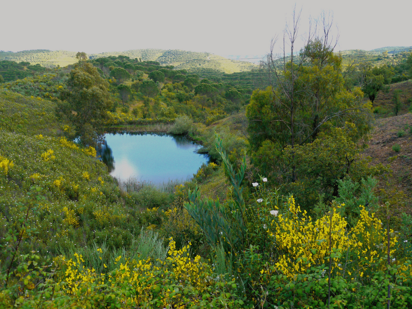 Frühlingslandschaft - Algarve