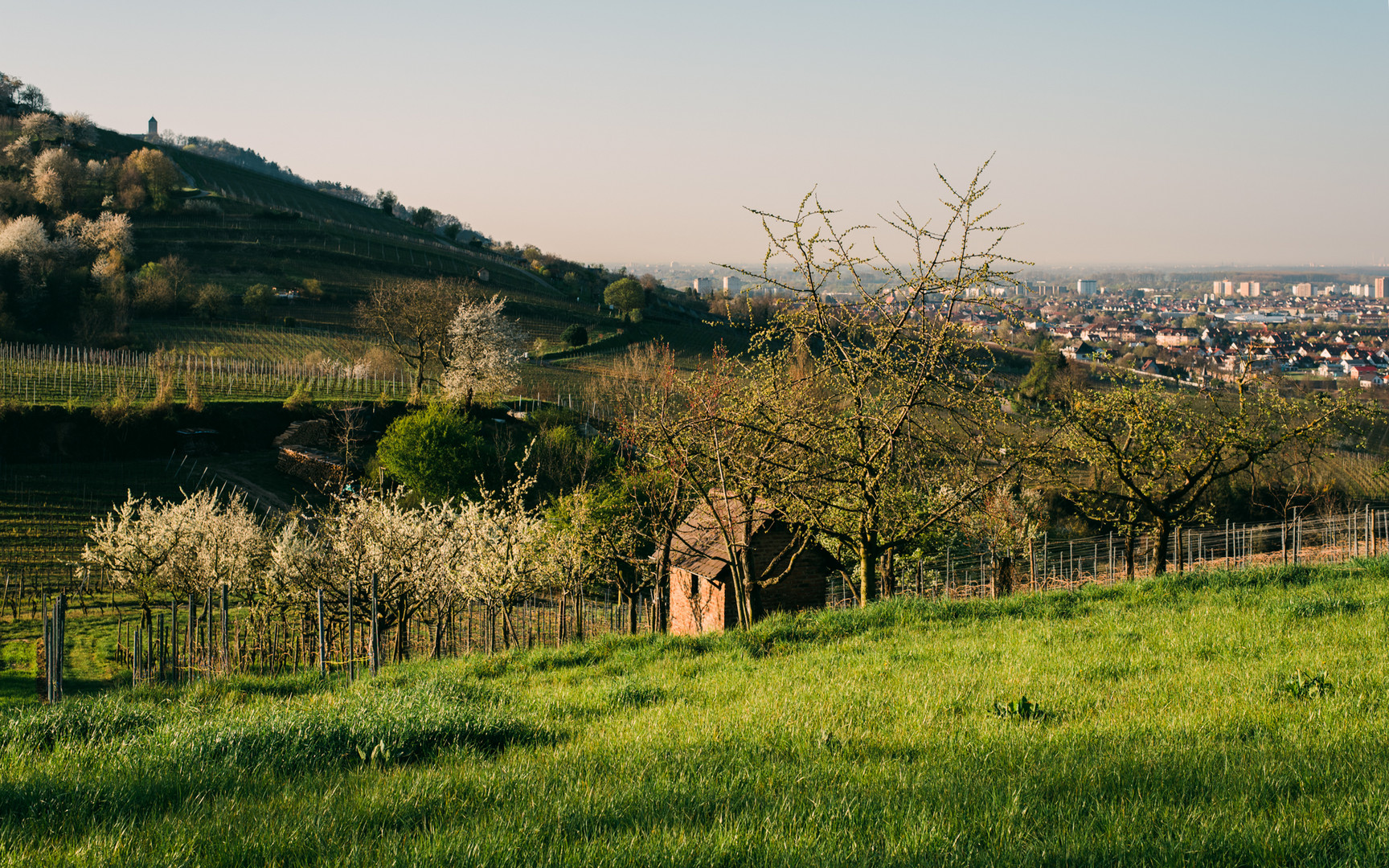 Frühlingslandschaft bei Bensheim 2020