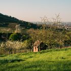 Frühlingslandschaft bei Bensheim 2020