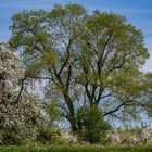 Frühlingslandschaft