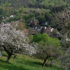 Frühlingslandschaft im Neckartal