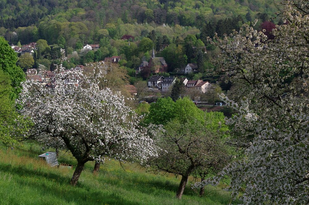 Frühlingslandschaft im Neckartal