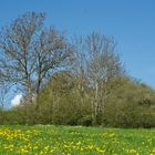 Frühlingslandschaft im Westerwald farbig