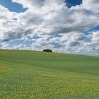 Frühlingslandschaft in der Eifel