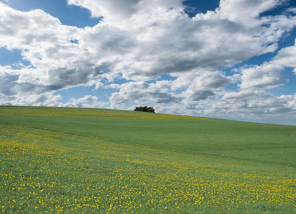 Frühlingslandschaft in der Eifel